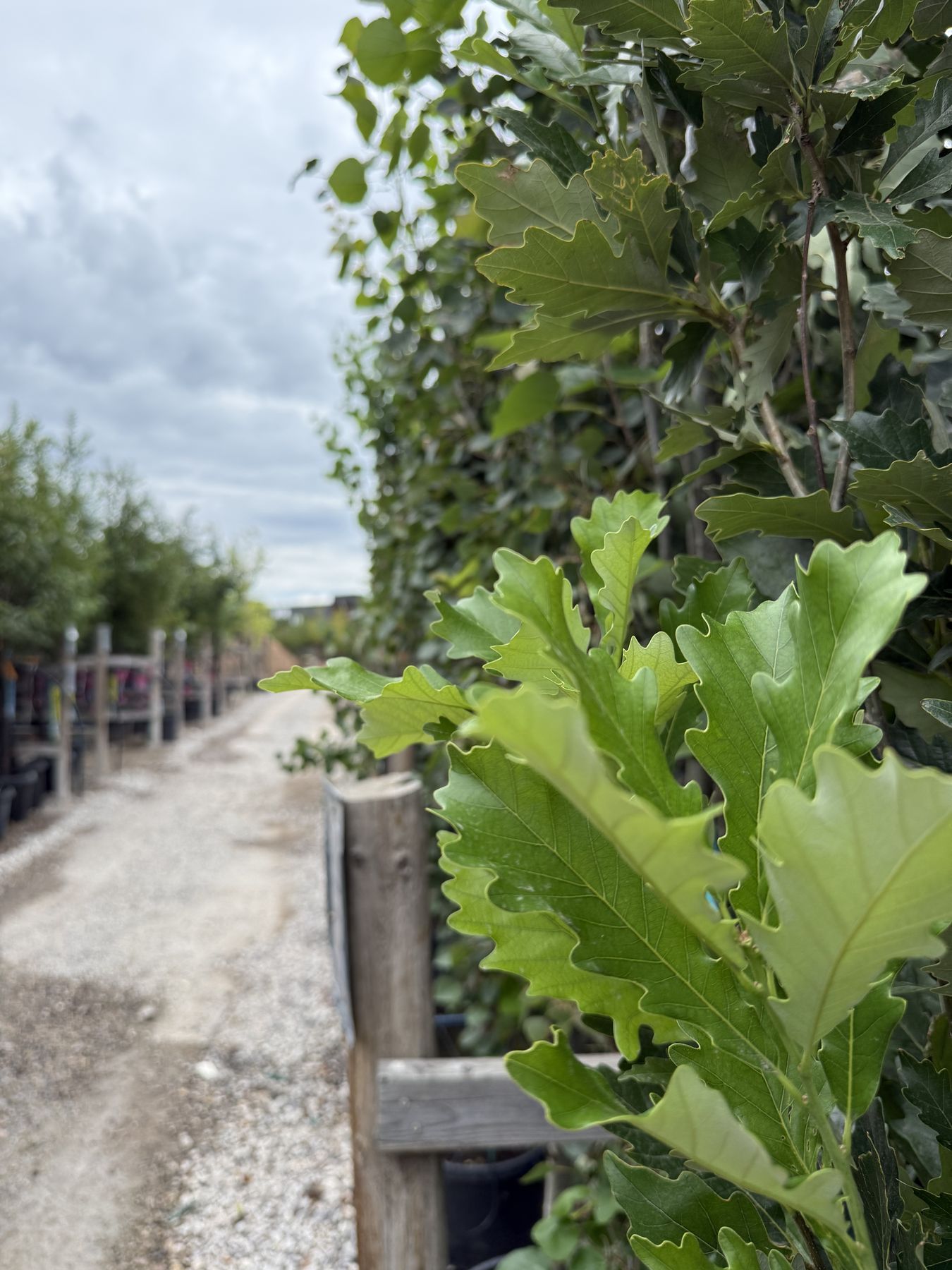 Deciduous Trees at Thrive Nursery