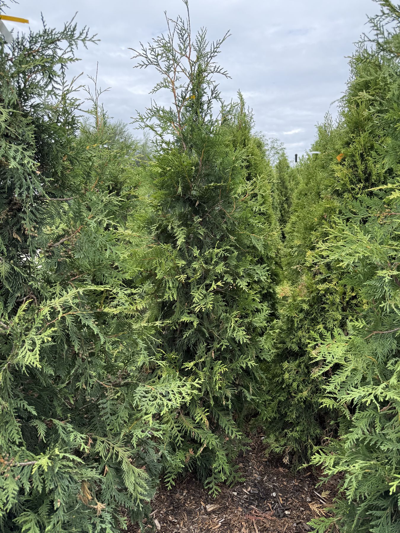 Evergreen Trees at Thrive Nursery