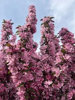 Flowering Trees at Thrive Nursery