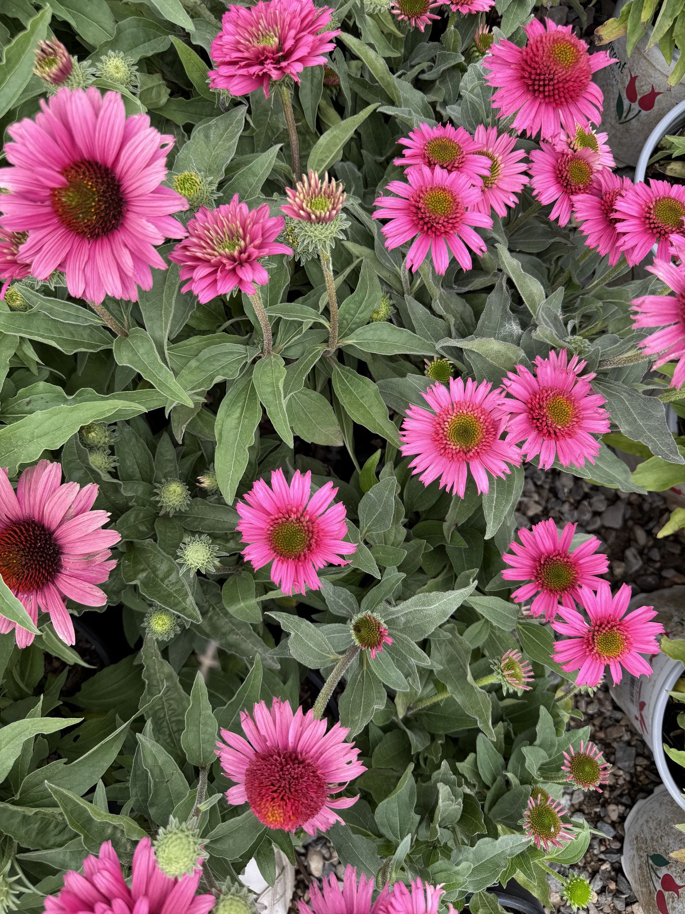Perennials at Thrive Nursery