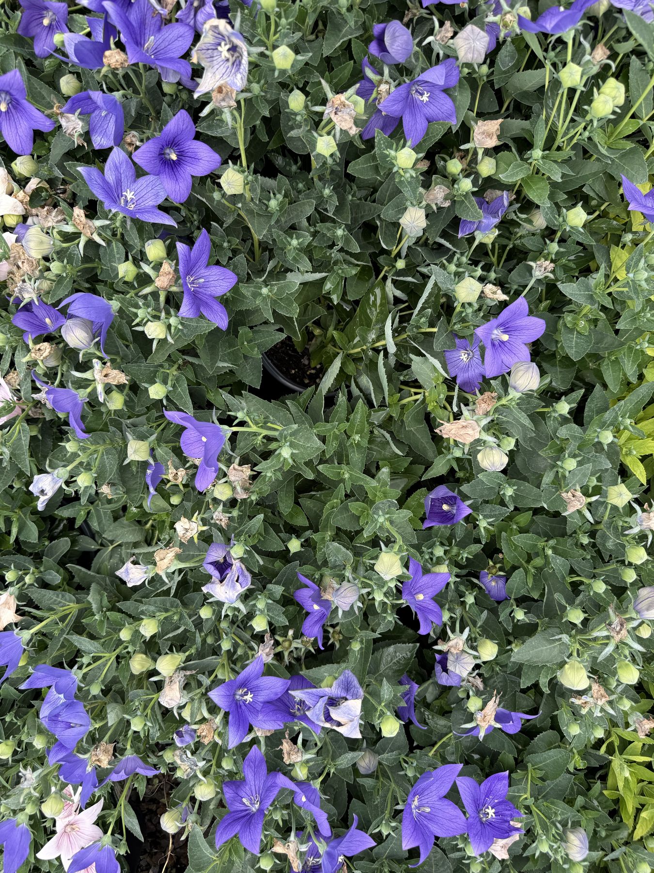 A bed of perennials in bloom at Thrive Nursery