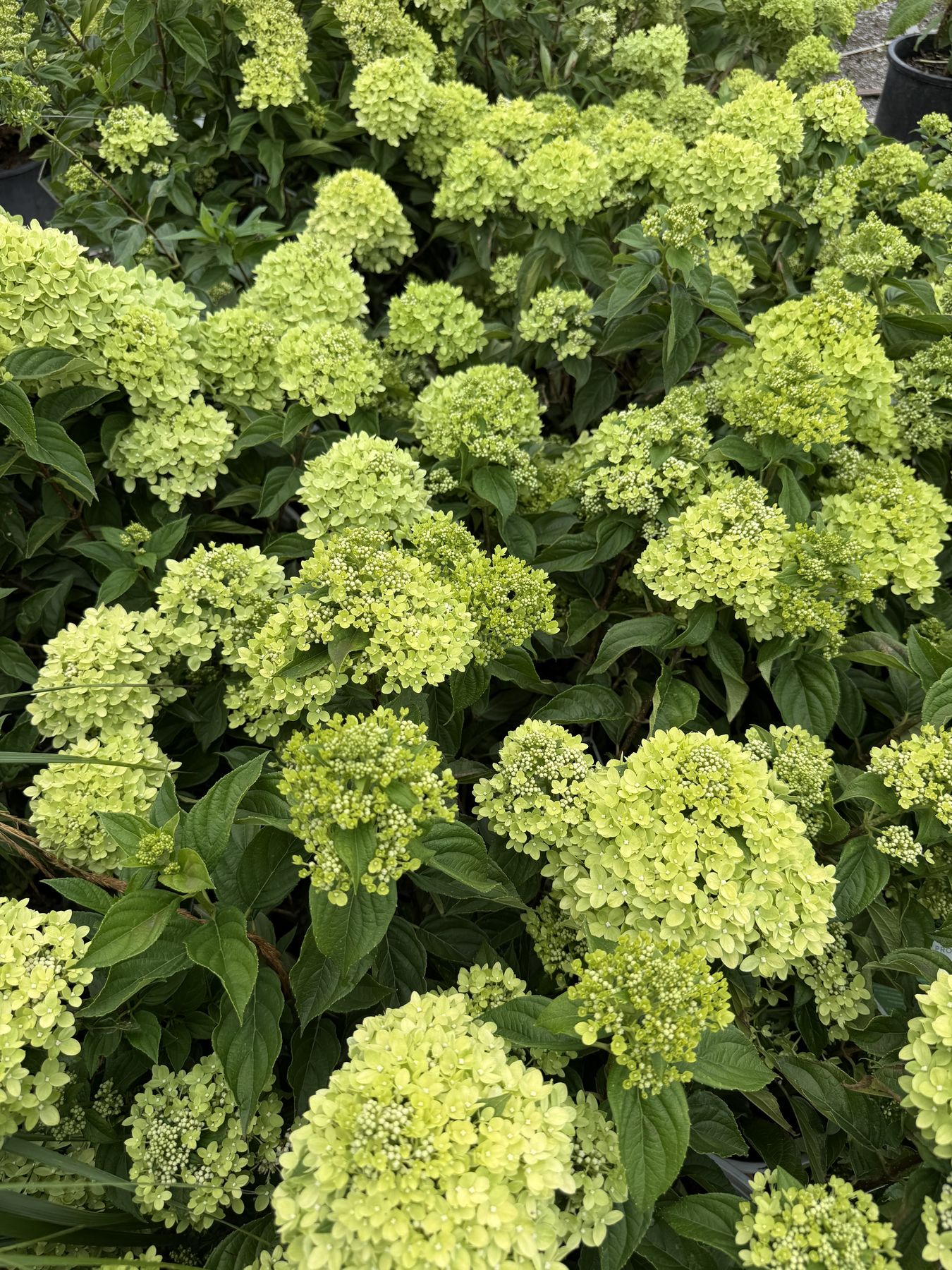 Shrubs at Thrive Nursery